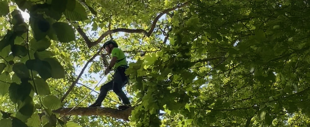 Tree climber in the tree tops